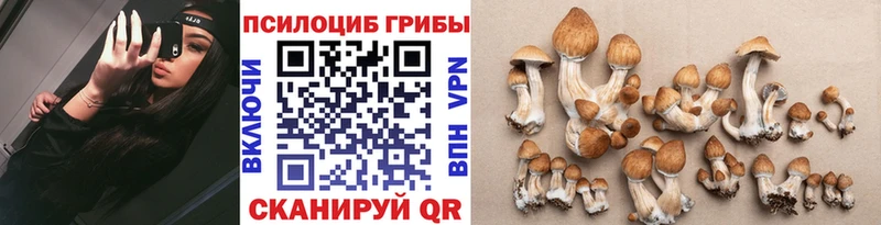 Купить закладки  Урус-Мартан  Псилоцибиновые грибы GOLDEN TEACHER 